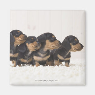Imã Mini Dachshund quatro