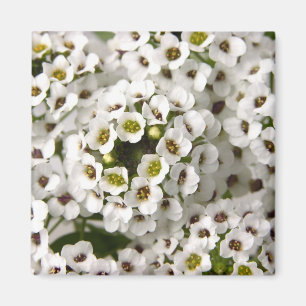 Imã Mini Flores Brancas