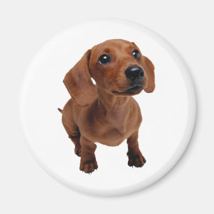 Imã Mini ímã do Dachshund