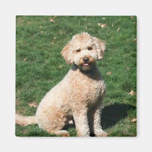 Imã Mini ímã do filhote de cachorro de Goldendoodle