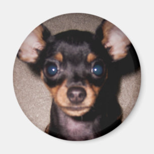 Imã mini pinscher.