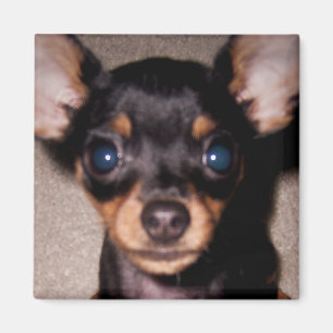 Imã mini pinscher.