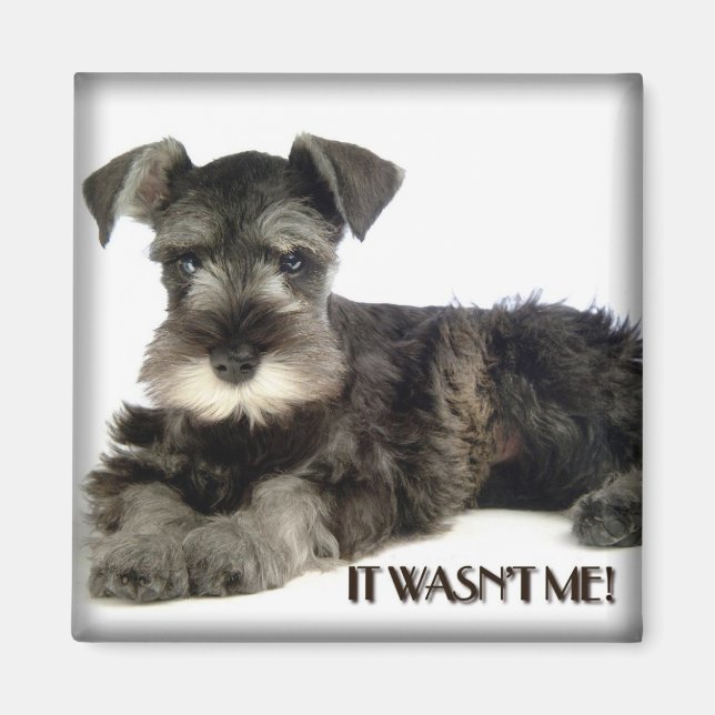 Imã Mini Schnauzer Magnet (Frente)