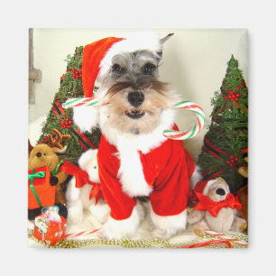 Imã Mini Schnauzer Magnet de Natal