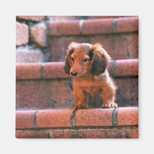 Imã Miniatura Dachshund