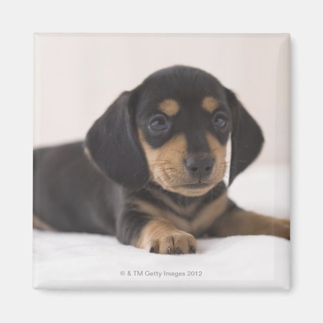 Imã Miniatura Dachshund (Frente)