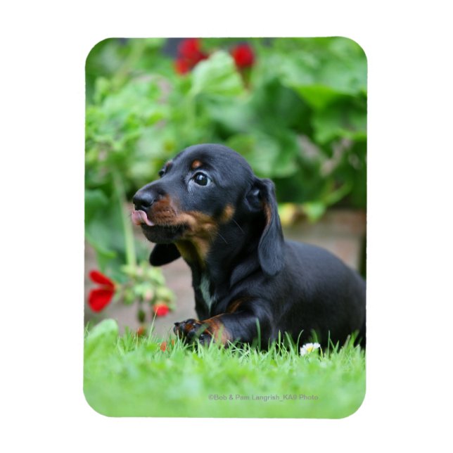 Ímã Miniatura lisa Dachshund 1 (Vertical)