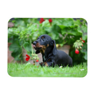 Ímã Miniatura lisa Dachshund 1