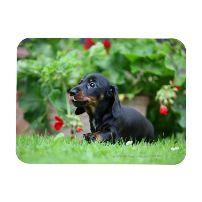 Ímã Miniatura lisa Dachshund 1 (Horizontal)