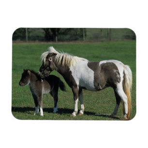Ímã Miniatura Mare & Foal em Pé