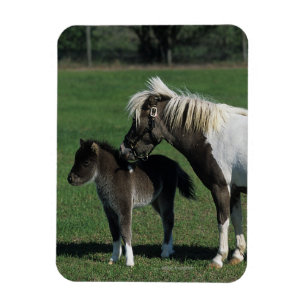 Ímã Miniatura Mare & Foal em Pé