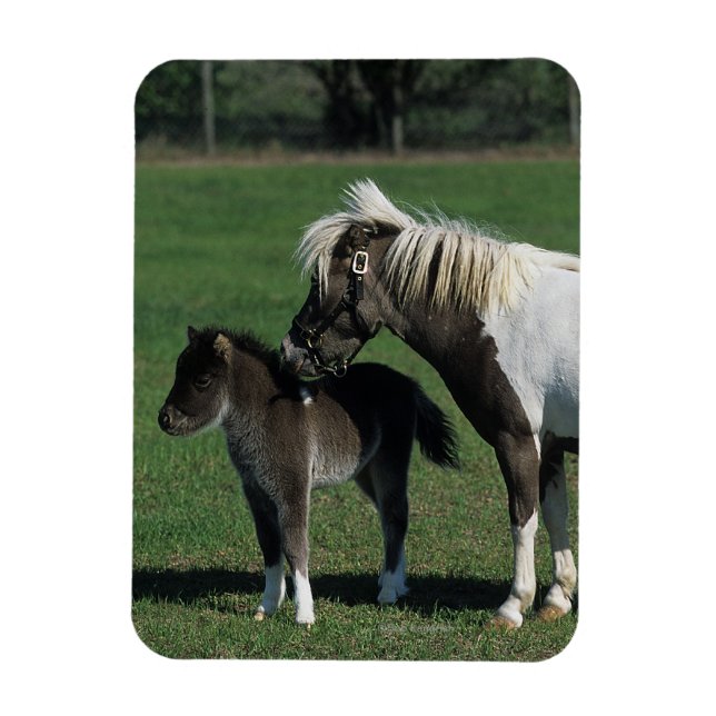 Ímã Miniatura Mare & Foal em Pé (Vertical)