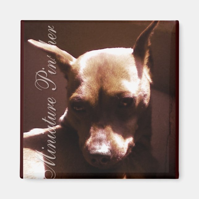 Imã Miniatura Pinscher (Frente)