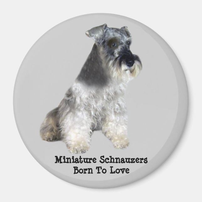 Imã Miniatura Schnauzer Magnet (Frente)
