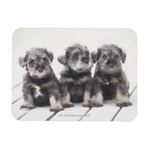 Ímã Miniatura Schnauzer Puppies