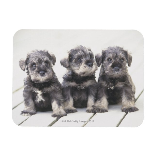 Ímã Miniatura Schnauzer Puppies (Horizontal)