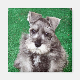 Imã Miniatura Schnauzer Puppy Magnet