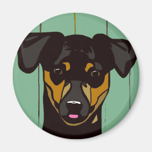 Imã MinPin - Pincher diminuto