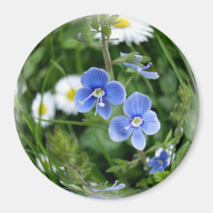Imã minúsculas flores azuis