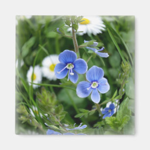 Imã minúsculas flores azuis