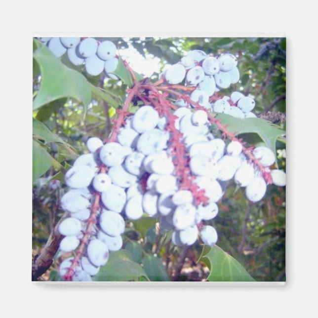 Imã Mirtilos (Frente)