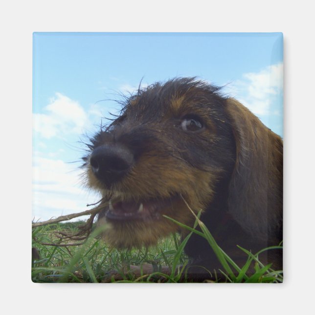 Imã Mischievous Dachshund Puppy (Frente)