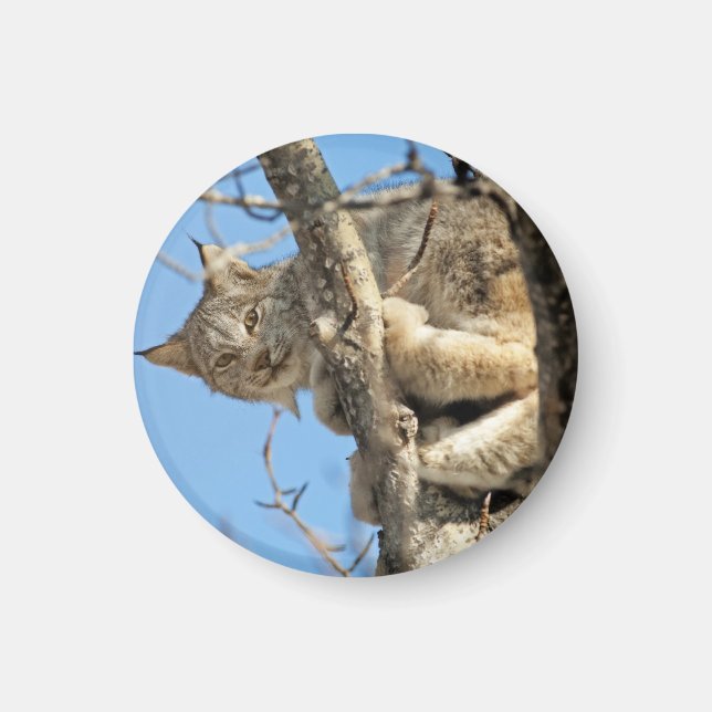 Imã Mischievous Lynx (Frente)