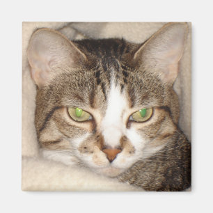 Imã Miss.Kitty.2010