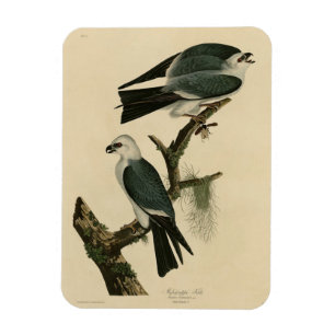 Ímã Mississípi das Aves da América de Audubon