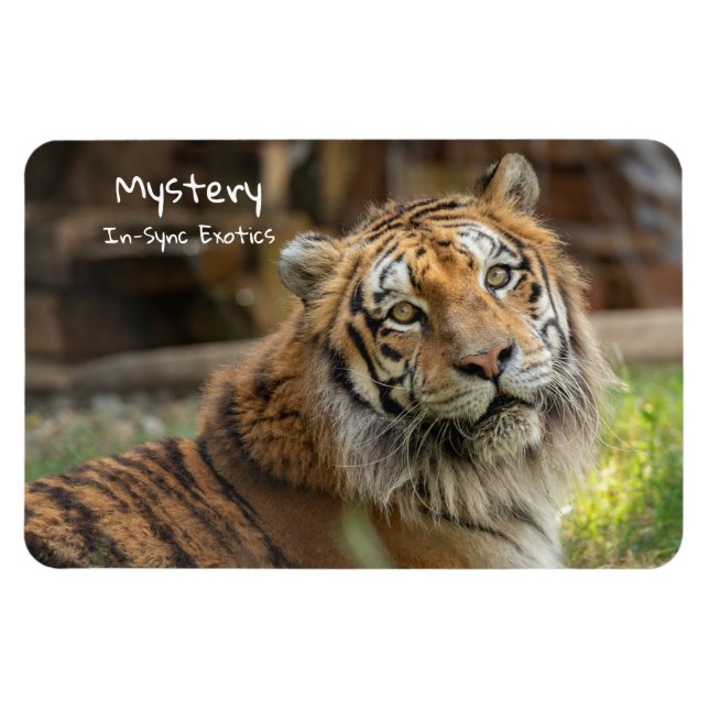 Ímã Mistério -  (Horizontal)