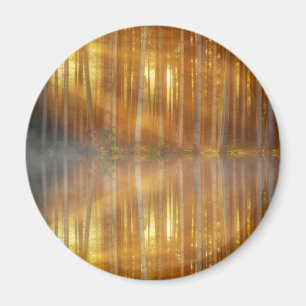 Imã Misty Forest Scene