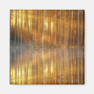 Imã Misty Forest Scene