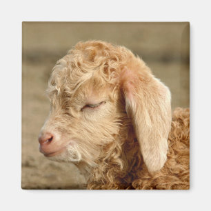 Imã Miúdo da cabra do angora - ímã