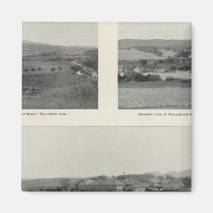 Imã Model Vineyards, Califórnia