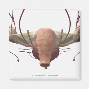 Imã modelo 3d do sistema reprodutivo fêmea