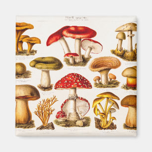 Imã Modelo da variedade do cogumelo dos 1800s do