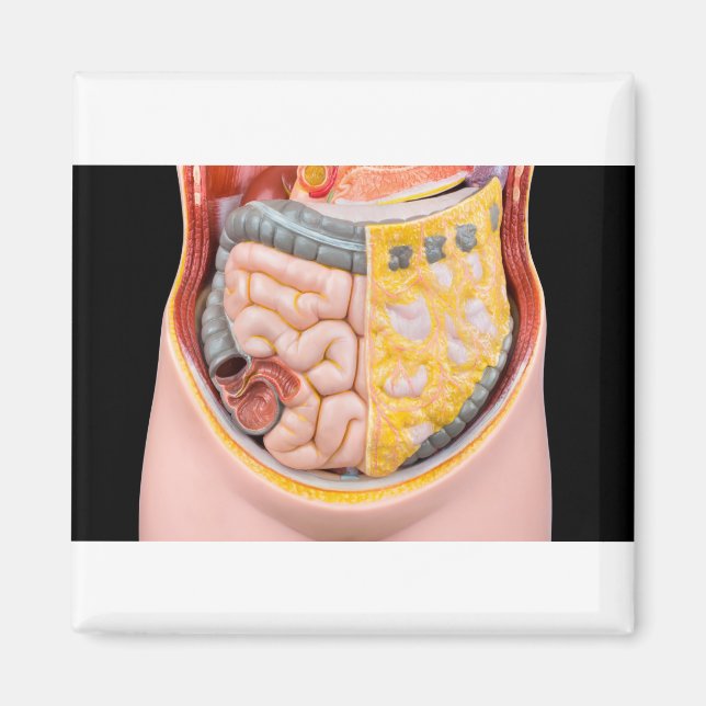 Imã Modelo de abdômen humano com intestinos (Frente)