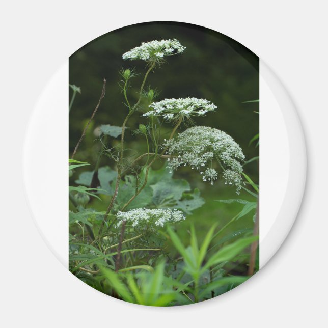 Imã modelo de ímã redondo (Frente)