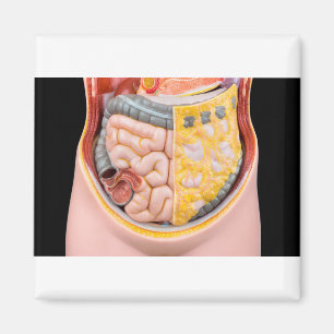 Imã Modelo do abdômen humano com intestinos