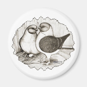 Imã Modena Gazzi Pigeons