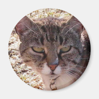 IMÃ MOGGY