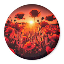 Mohn im Gegenlicht