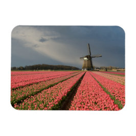 Ímã Moinho de vento com tulipas rosa em primavera