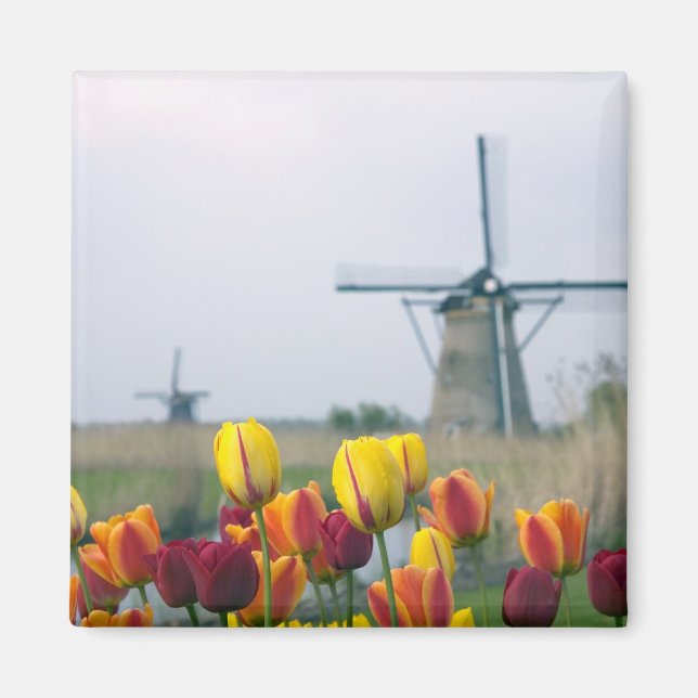 Imã Moinhos de vento e tulipas ao longo do canal em (Frente)