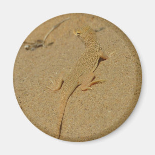 Imã Mojave Fringe-Toed Lizard