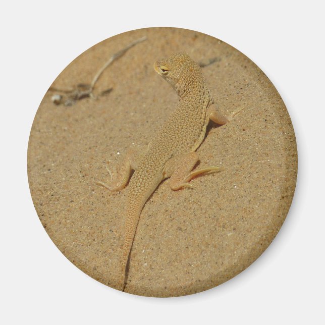 Imã Mojave Fringe-Toed Lizard (Frente)