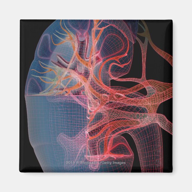 Imã Moldura da dentro de um rim (Frente)