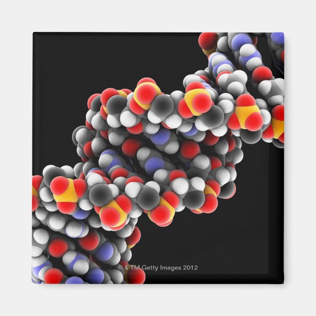 Imã Molécula de DNA. Modelo molecular de DNA (Frente)
