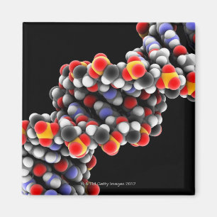 Imã Molécula do ADN. Modelo molecular do ADN
