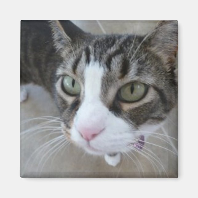 Imã Molly está te vendo Gatinho Magnet (Frente)